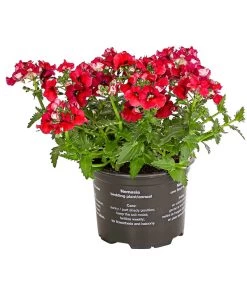 Elfenspiegel, Verschiedene Sorten -Pflanzenwelt Verkauf 8815888 PR FS 004 NemesiaElfenspiegelT11DehnerExpressHerzig