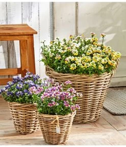 Elfenspiegel, Verschiedene Sorten -Pflanzenwelt Verkauf 8815888 PR MO 001 NemesiaBL18NeuUveSauer