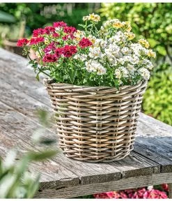 Elfenspiegel, Verschiedene Sorten -Pflanzenwelt Verkauf 8815888 PR MO 014 NemesiaElfenspiegelherzig