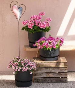 Minihängepetunie 'Rosenauge' 7 Minihängepetunie 'Rosenauge' -Pflanzenwelt Verkauf 8815938 6769020 6714232 8811580 8818445 WE MO 001 MHPRosenaugeKnutschfleck