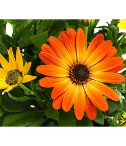 Kapkörbchen, Orange 5 Kapkörbchen, Orange -Pflanzenwelt Verkauf 8815946 WE DE 002 OsteospermumOrangeT12