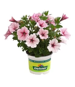 Hängepetunie, Besonderheit, Verschiedene Sorten