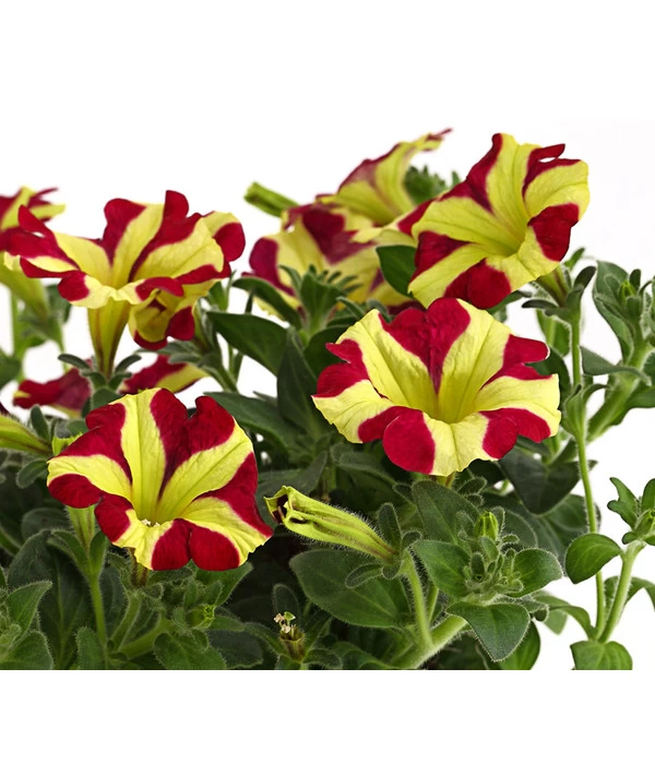 Hängepetunie 'Queen Of Hearts®' 4 Hängepetunie 'Queen Of Hearts®' – Bild 2