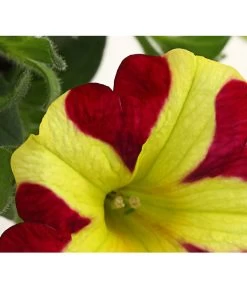 Hängepetunie 'Queen Of Hearts®' 8 Hängepetunie 'Queen Of Hearts®' -Pflanzenwelt Verkauf 8816555 PR DE 002 HaengepetunieQueenOfHeartsDehnerExpressHerzig