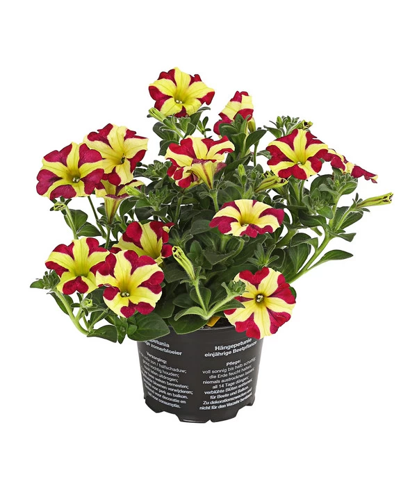 Hängepetunie 'Queen Of Hearts®' 3 Hängepetunie 'Queen Of Hearts®'