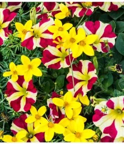 Hängepetunie 'Queen Of Hearts®' 9 Hängepetunie 'Queen Of Hearts®' -Pflanzenwelt Verkauf 881655 PR MO 001 HaengepetunieQueenOfHeartsBidensGoldmarieLuckner