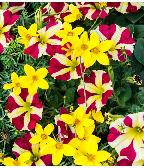 Hängepetunie 'Queen Of Hearts®' 6 Hängepetunie 'Queen Of Hearts®' – Bild 4