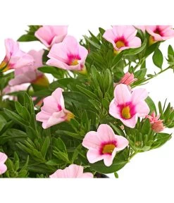 Minihängepetunie 'Rosenauge' 9 Minihängepetunie 'Rosenauge' -Pflanzenwelt Verkauf 8816639 WE DE 001 MinihaengepetunieCalibrachoaHybrideMixT12OWDehnerExpressHerzig