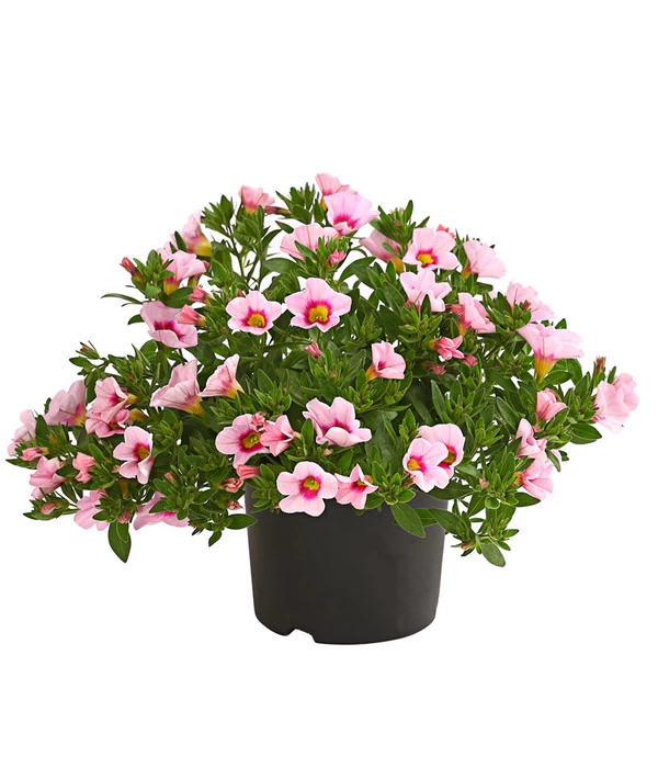 Minihängepetunie 'Rosenauge' 3 Minihängepetunie 'Rosenauge'