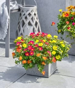 Portulakröschen -Pflanzenwelt Verkauf 8817199 8827271 WE MO 002 PortulakroeschenPortulacaT11 T14Premium