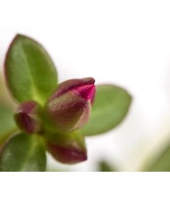 Portulakröschen -Pflanzenwelt Verkauf 8817199 WE DE 001 PortulacaUmbraticolaT11