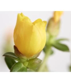 Portulakröschen -Pflanzenwelt Verkauf 8817199 WE DE 003 PortulacaUmbraticolaT11