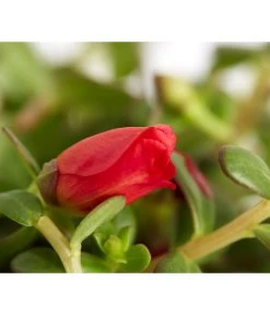 Portulakröschen -Pflanzenwelt Verkauf 8817199 WE DE 004 PortulacaUmbraticolaT11