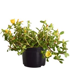 Portulakröschen -Pflanzenwelt Verkauf 8817199 WE FS 002 PortulacaUmbraticolaT11