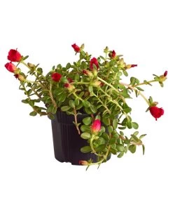 Portulakröschen -Pflanzenwelt Verkauf 8817199 WE FS 003 PortulacaUmbraticolaT11