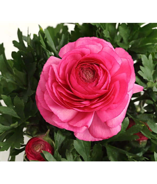 Beet- & Balkonpflanzen-Set Rosa Frühling, 6-teilig 10 Beet- & Balkonpflanzen-Set Rosa Frühling, 6-teilig – Bild 8