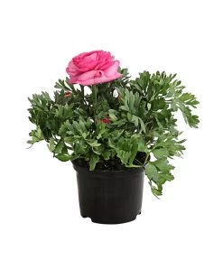 Beet- & Balkonpflanzen-Set Rosa Frühling, 6-teilig 13 Beet- & Balkonpflanzen-Set Rosa Frühling, 6-teilig -Pflanzenwelt Verkauf 8817355 PR FS 004 RanunkelnT11DehnerExpressHerzig