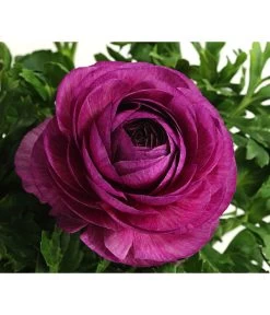 Beet- & Balkonpflanzen-Set Frühlingsfreude, 6-teilig 15 Beet- & Balkonpflanzen-Set Frühlingsfreude, 6-teilig -Pflanzenwelt Verkauf 8817355 WE DE 013 RanunkelnT11DehnerExpressHerzig