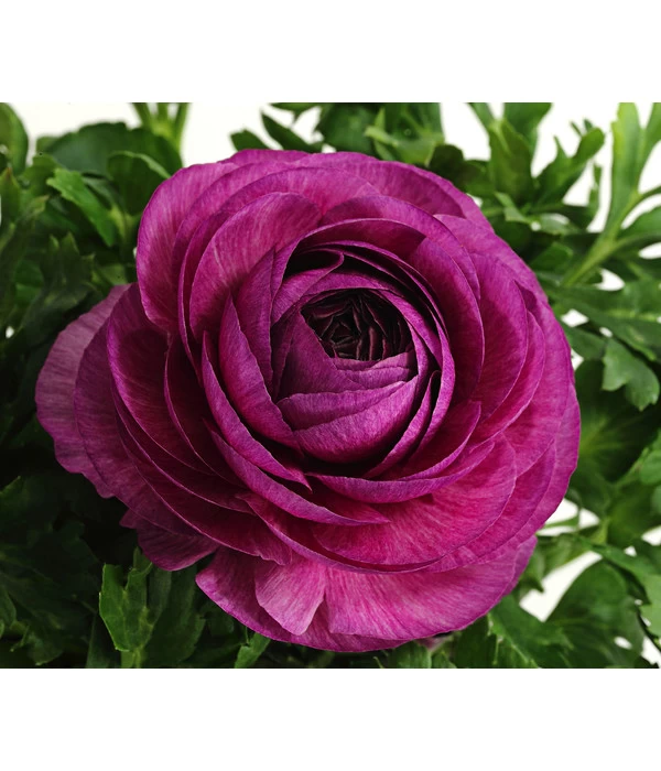 Beet- & Balkonpflanzen-Set Frühlingsfreude, 6-teilig 8 Beet- & Balkonpflanzen-Set Frühlingsfreude, 6-teilig – Bild 6