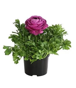 Beet- & Balkonpflanzen-Set Frühlingsfreude, 6-teilig 11 Beet- & Balkonpflanzen-Set Frühlingsfreude, 6-teilig -Pflanzenwelt Verkauf 8817355 WE FS 013 RanunkelnT11DehnerExpressHerzig