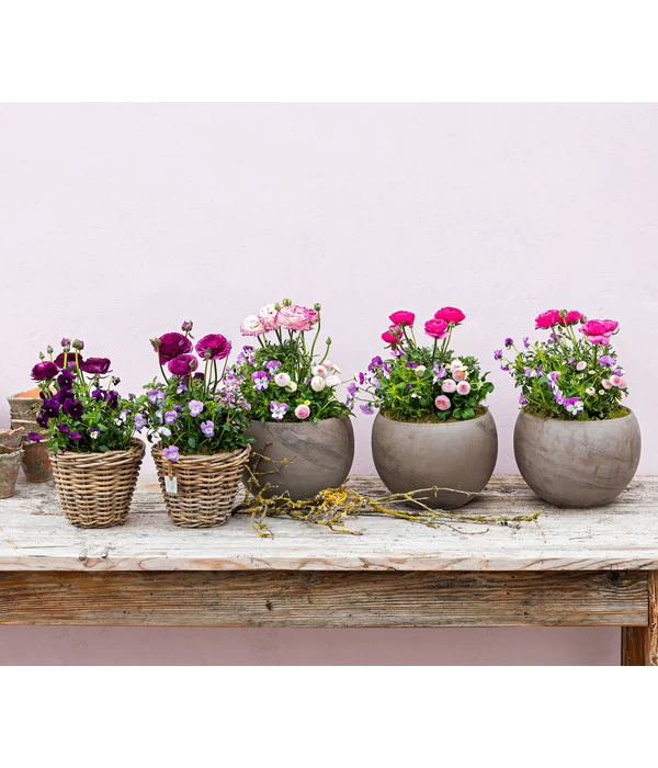 Beet- & Balkonpflanzen-Set Rosa Frühling, 6-teilig 9 Beet- & Balkonpflanzen-Set Rosa Frühling, 6-teilig – Bild 7