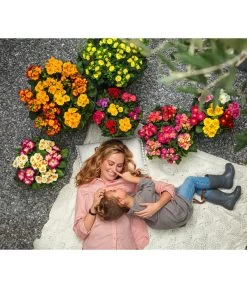 Stängelprimel, Schale -Pflanzenwelt Verkauf 8817397 8261463 WE MO 001 PrimelnPrimulaSchale