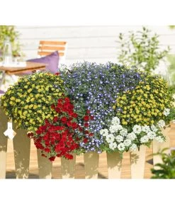 Männertreu 'Blue Eye' -Pflanzenwelt Verkauf 8817587 WE MO 001 SanvitaliaVerbenaPetuniaLobeliaMaennertreuRennerPrintMediaDehner