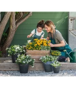 Jasminblütiger Nachtschatten -Pflanzenwelt Verkauf 8818007 8826042 8597007 8585796 3711652 8820748 8823155 8823965 8810038 WE MO 001 SolanumBidensGelbWeiss 1