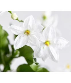 Jasminblütiger Nachtschatten -Pflanzenwelt Verkauf 8818007 WE DE 003 SolanumJasminNachtschattenDehnerExpressZS