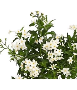 Jasminblütiger Nachtschatten -Pflanzenwelt Verkauf 8818007 we de 001 SolanumJasminT12Dehner