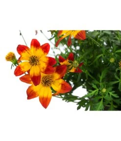 Goldmarie Im Pottburri®-Topf 5 Goldmarie Im Pottburri®-Topf -Pflanzenwelt Verkauf 8820722 WE DE 001 GoldmariePotburriT13