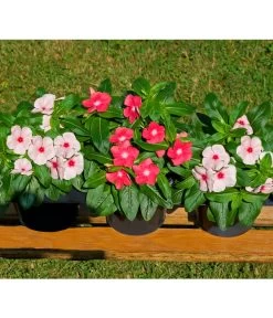 Catharanthe, Verschiedene Sorten -Pflanzenwelt Verkauf 8821837 BildFS 001 RosafarbenesZimmerimmergruenCatharanthusT12