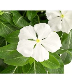 Catharanthe, Verschiedene Sorten -Pflanzenwelt Verkauf 8821837 PR DE 001 CatharanthusT12DehnerExpressHerzig