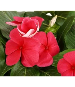 Catharanthe, Verschiedene Sorten -Pflanzenwelt Verkauf 8821837 PR DE 002 CatharanthusT12DehnerExpressHerzig