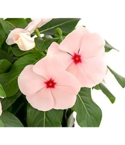 Catharanthe, Verschiedene Sorten -Pflanzenwelt Verkauf 8821837 PR DE 003 CatharanthusT12DehnerExpressHerzig