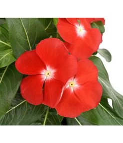 Catharanthe, Verschiedene Sorten -Pflanzenwelt Verkauf 8821837 PR DE 004 CatharanthusT12DehnerExpressHerzig