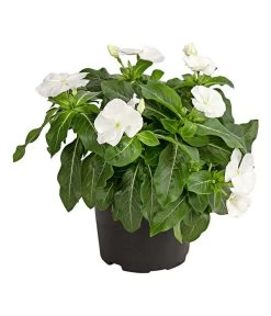 Catharanthe, Verschiedene Sorten -Pflanzenwelt Verkauf 8821837 PR FS 001 CatharanthusT12DehnerExpressHerzig