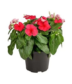 Catharanthe, Verschiedene Sorten -Pflanzenwelt Verkauf 8821837 PR FS 002 CatharanthusT12DehnerExpressHerzig