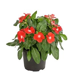 Catharanthe, Verschiedene Sorten -Pflanzenwelt Verkauf 8821837 PR FS 004 CatharanthusT12DehnerExpressHerzig