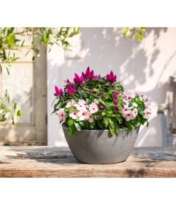 Catharanthe, Verschiedene Sorten -Pflanzenwelt Verkauf 8821837 WE MO 001 CatharantusImmergruent12