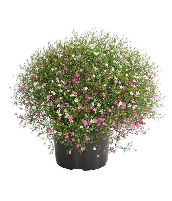 Schleierkraut-Duo 3 Schleierkraut-Duo