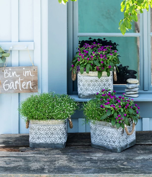 Schleierkraut-Duo 4 Schleierkraut-Duo – Bild 2