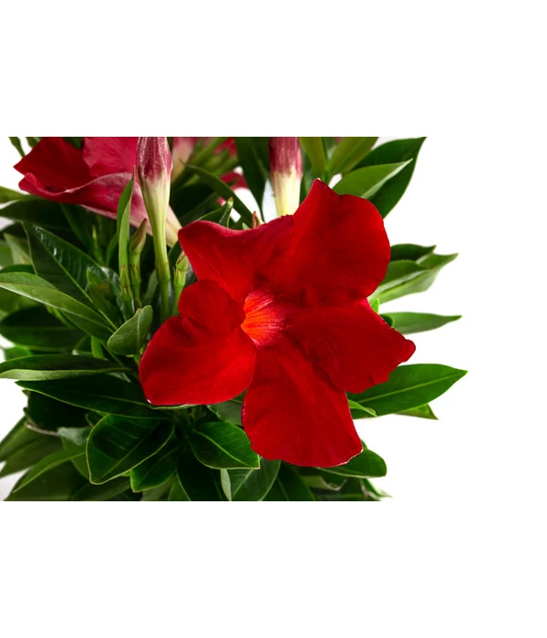 Dipladenie, Ampel 5 Dipladenie, Ampel – Bild 3