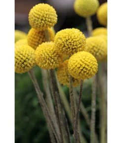 Trommelschlägel 'Golf Beauty' 12 Trommelschlägel 'Golf Beauty' -Pflanzenwelt Verkauf 8823056 PR MO 001 CraspediaglobosaGolfBeautyT13Pixabay