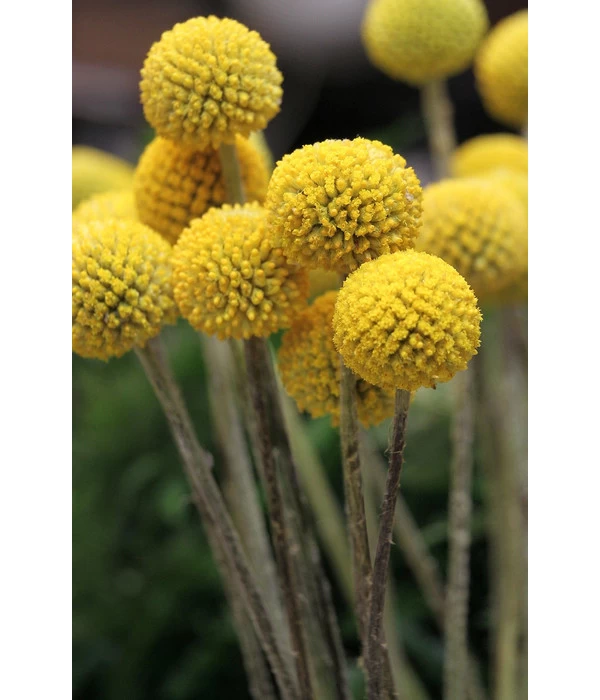 Trommelschlägel 'Golf Beauty' 6 Trommelschlägel 'Golf Beauty' – Bild 4