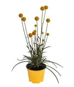 Trommelschlägel 'Golf Beauty' 10 Trommelschlägel 'Golf Beauty' -Pflanzenwelt Verkauf 8823056 WE FS 001 TrommelschlaegelGolfBeauty