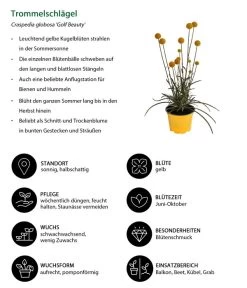 Trommelschlägel 'Golf Beauty' 15 Trommelschlägel 'Golf Beauty' -Pflanzenwelt Verkauf 8823056 WE IG 001 Trommelschlaegel