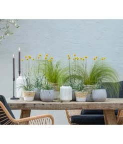 Trommelschlägel 'Golf Beauty' 11 Trommelschlägel 'Golf Beauty' -Pflanzenwelt Verkauf 8823056 WE MO 001 CraspediaTrommelschlaegel