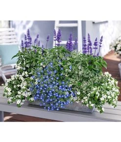 Männertreu 'Blue Eye' -Pflanzenwelt Verkauf 8823155 8809592 8826190 8815649 PR MO 001 SalviaBacopaSuteraLobeliaEuphorbiaBalkonkastenRenner