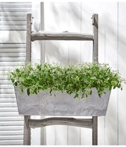 Zauberschnee 'Diamond Frost' 10 Zauberschnee 'Diamond Frost' -Pflanzenwelt Verkauf 8823155 PR MO 001 zauberschnee